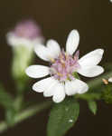 Calico aster